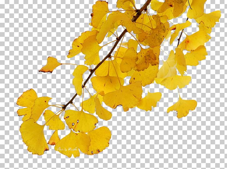 Ginkgo Biloba Leaf PNG, Clipart, Autumn, Autumn Leaves, Beautiful, Beauty Salon, Branch Free PNG Download