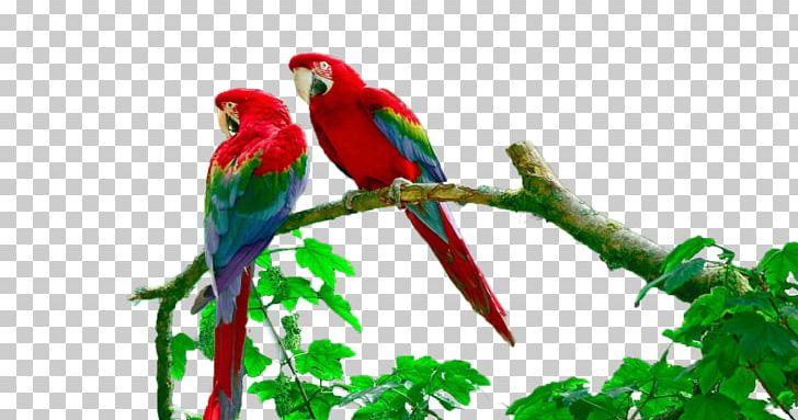 Lake Sandoval Budgerigar Amazon Rainforest Peruvian Amazon Macaw PNG, Clipart, Animal, Beak, Bird, Branch, Budgerigar Free PNG Download