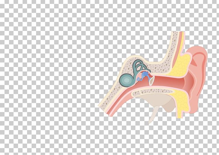 Pharynx Eustachian Tube Ear Anatomy Larynx PNG, Clipart, Anatomy, Angle, Auditory System, Ear, Eustachian Tube Free PNG Download