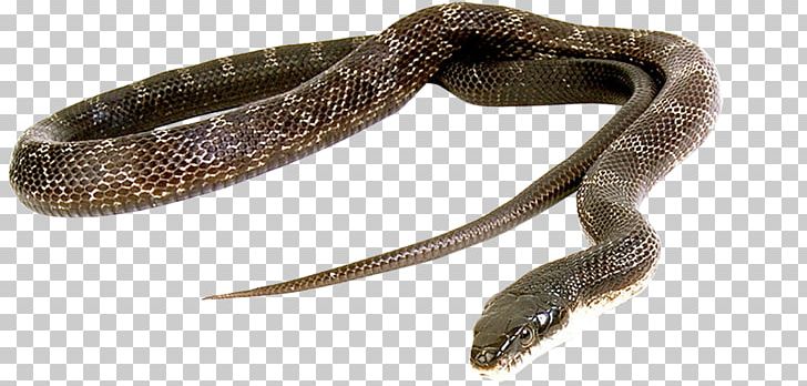 Snake Green Anaconda Reptile Vipers Cobra PNG, Clipart, Anaconda, Animal, Animals, Boa Constrictor, Boas Free PNG Download