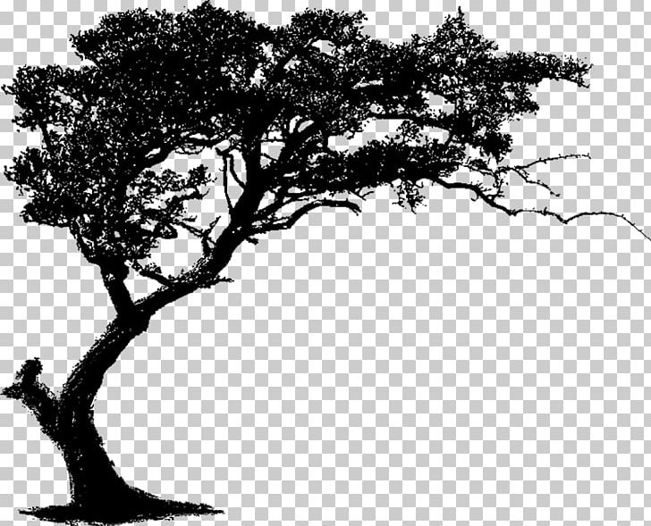 Wall Decal Tree PNG, Clipart, Art, Black And White, Branch, Decal, Decorative Arts Free PNG Download