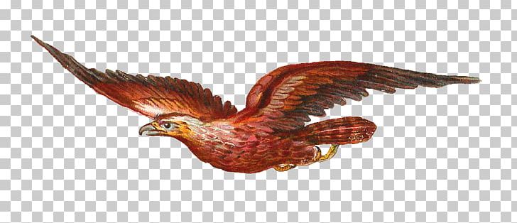 Bird Of Prey Owl Bald Eagle PNG, Clipart, Animal Figure, Bald Eagle, Beak, Bird, Bird Of Prey Free PNG Download