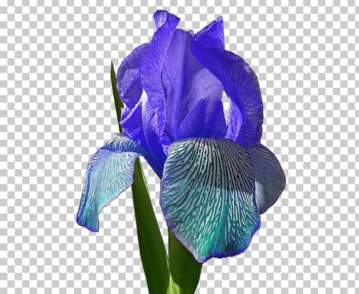 Cut Flowers Petal PNG, Clipart, Blue Flowers, Cut Flowers, Flower, Flowering Plant, Flowers Free PNG Download