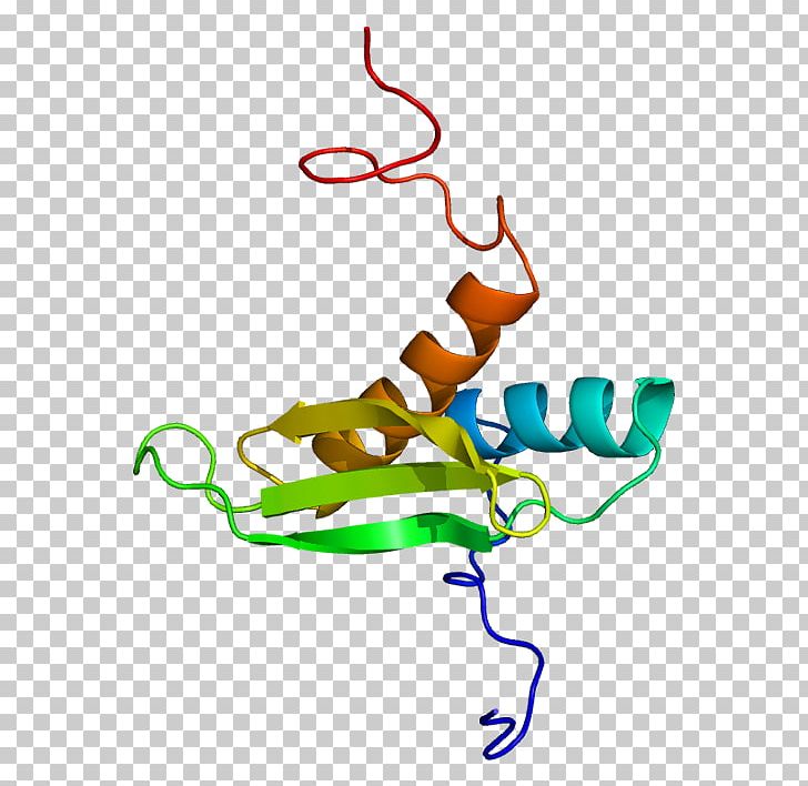 DGCR8 MicroRNA Structure Stem-loop Protein PNG, Clipart, Art, Artwork, Branch, Cjun Nterminal Kinases, Crystal Structure Free PNG Download