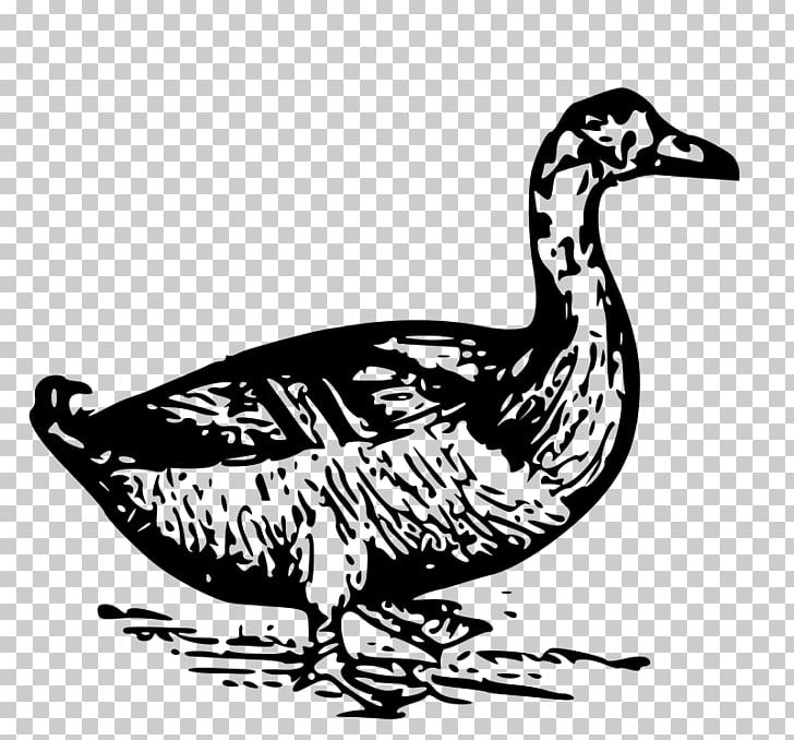 Donald Duck Daffy Duck Duck Dodgers PNG, Clipart, Bird, Black And White, Daffy Duck, Donald Duck, Download Free PNG Download