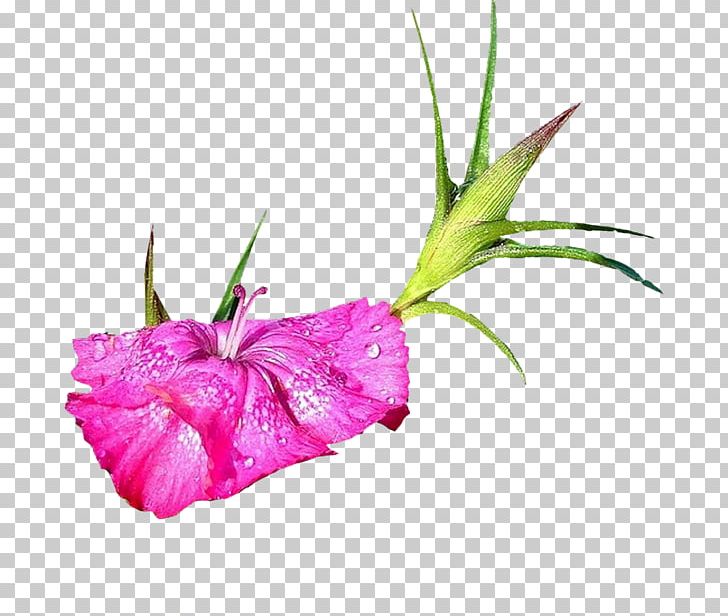 Flower Gladiolus PNG, Clipart, 2016, 2017, Bisou, Cicekler, Clip Art Free PNG Download