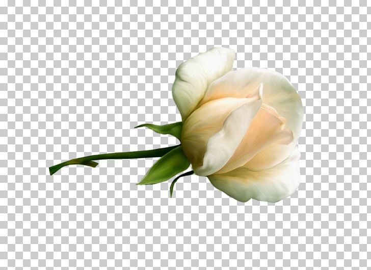 Garden Roses Cabbage Rose Gardenia Cut Flowers Bud PNG, Clipart, Bud, Cabbage Rose, Computer, Computer Wallpaper, Cut Flowers Free PNG Download