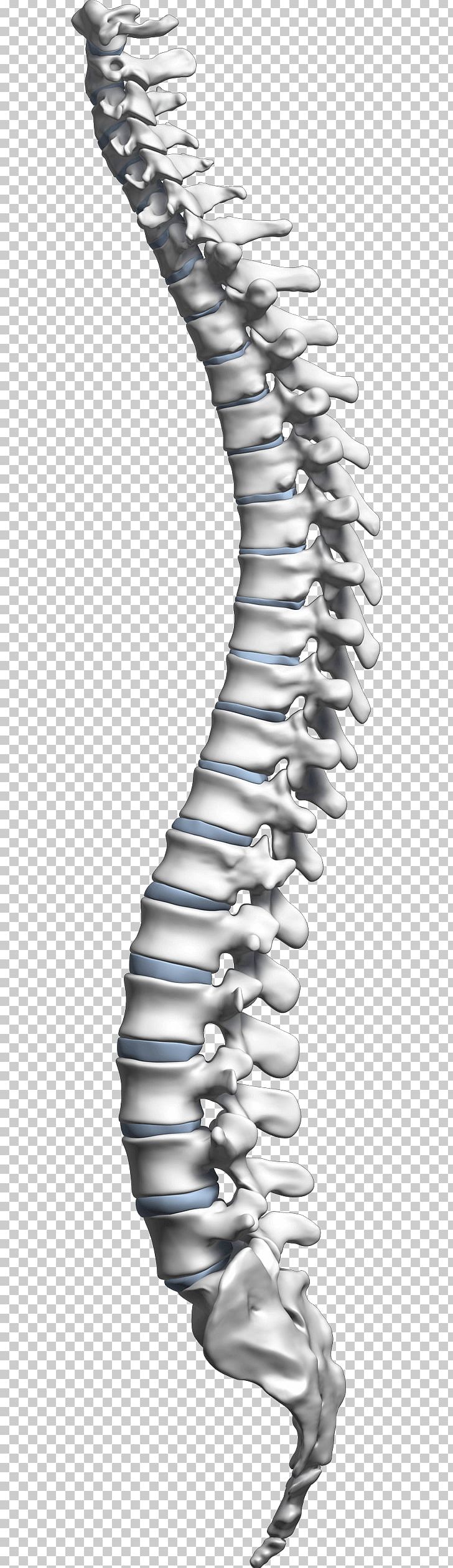 Living Well Spine Center Vertebral Column Spinal Cord Neck Cervical Vertebrae PNG, Clipart, Angle, Black And White, Central Nervous System, Cervical Vertebrae, Chiropractic Free PNG Download