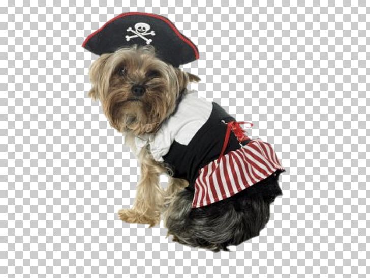Morkie Dog Breed Puppy Yorkshire Terrier Costume PNG, Clipart, Animals, Clothing, Companion Dog, Costume, Costume Party Free PNG Download