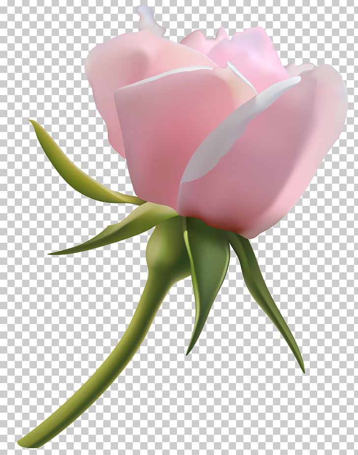 Rose Pink Bud PNG, Clipart, Beautiful, Bud, Clip Art, Color, Computer Icons Free PNG Download