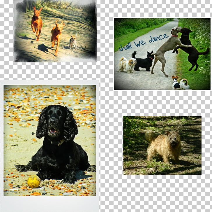 Dog Breed Fauna Crossbreed PNG, Clipart, Animals, Breed, Carnivoran, Crossbreed, Dog Free PNG Download
