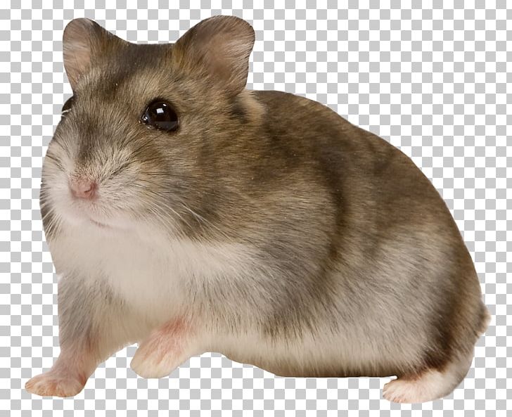 dwarf djungarian hamster