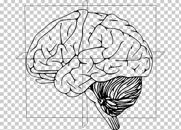 Human Brain Drawing PNG, Clipart, Ana, Area, Black And White, Brain, Brainstem Free PNG Download