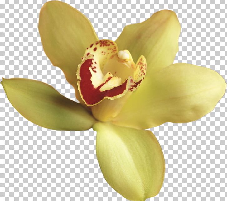 Orchids Flower PNG, Clipart, Boat Orchid, Chart, Clip Art, Flower, Flowering Plant Free PNG Download