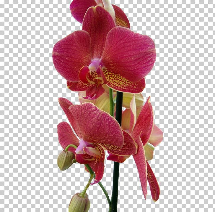 Orchids Red Flower PNG, Clipart, Body, Cut Flowers, Dendrobium, Everlasting Sweet Pea, Flower Free PNG Download