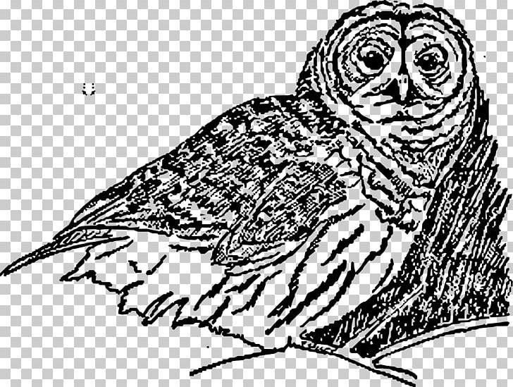 Owl Line Art Drawing PNG, Clipart, Animals, Art, Beak, Bird, Bird Of Prey Free PNG Download