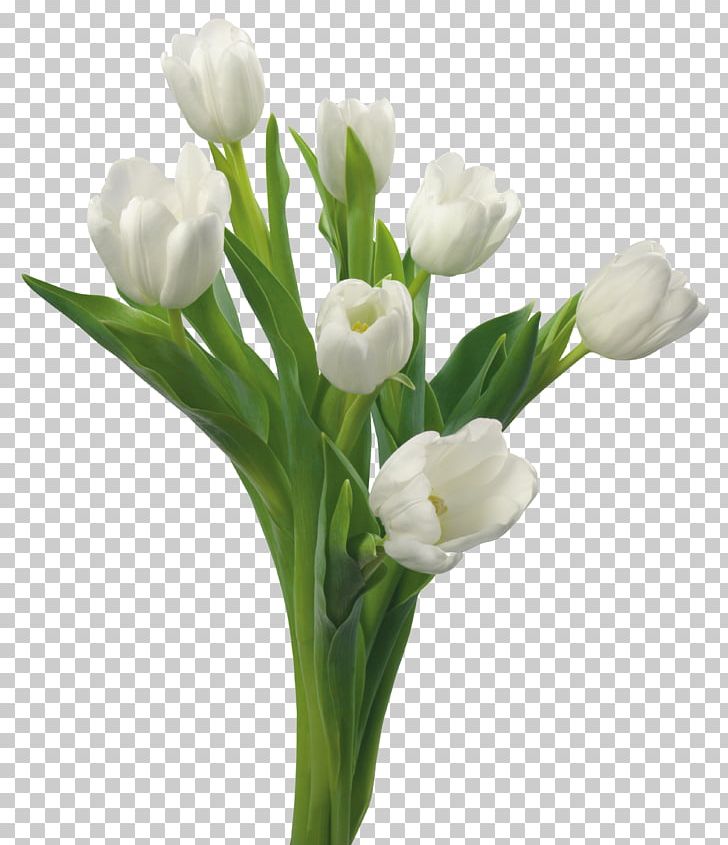 Tulip Flower Bouquet White Blue Rose PNG, Clipart, Arumlily, Blue Rose, Color, Cut Flowers, Desktop Wallpaper Free PNG Download