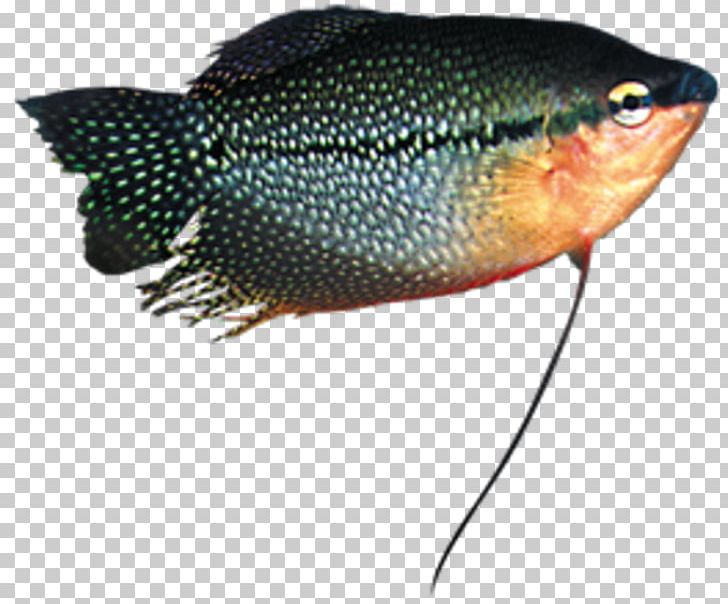 Bony Fishes PNG, Clipart, Animals, Bony Fish, Bony Fishes, Cambodia, Fauna Free PNG Download