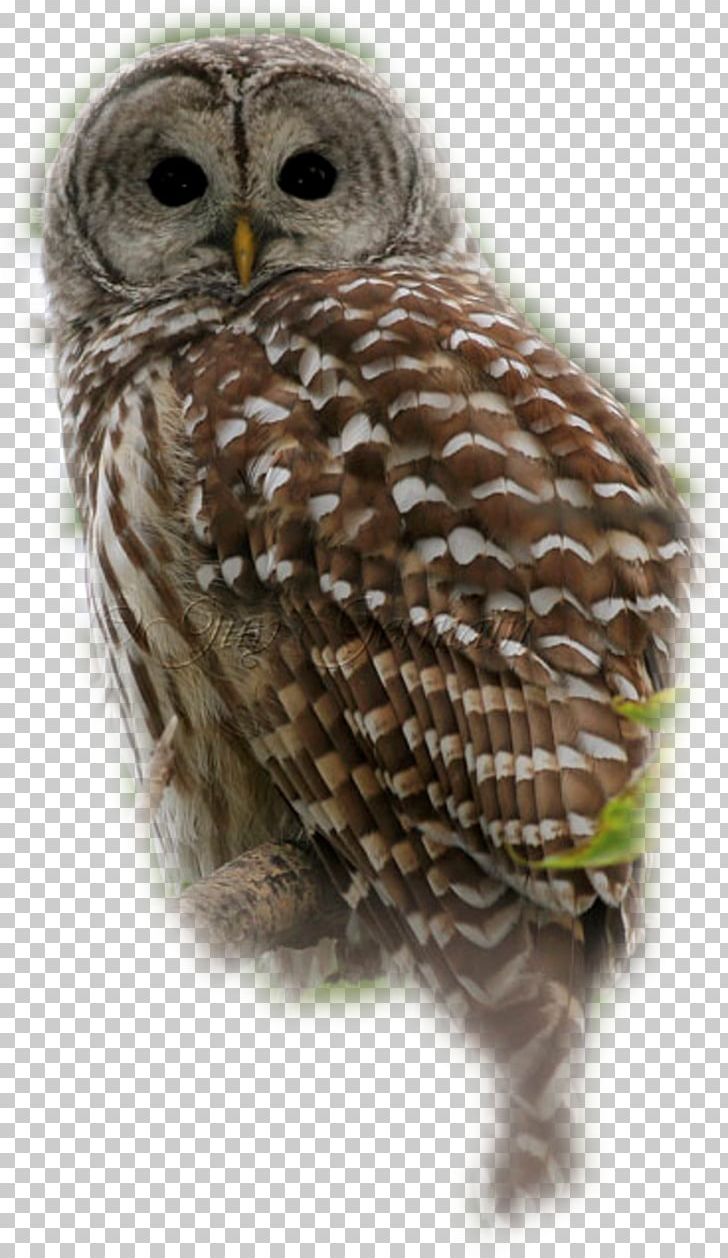 Great Grey Owl Tawny Owl Little Owl PNG, Clipart, Advertising, Animal, Animals, Beak, Bird Free PNG Download