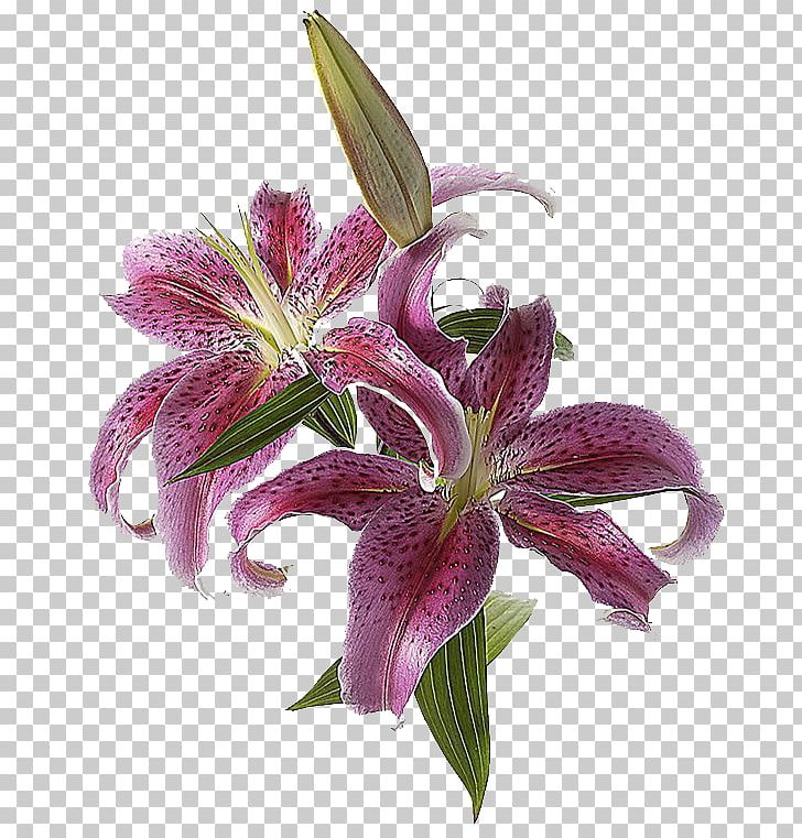 Lilium Cut Flowers Lily 'Stargazer' Light PNG, Clipart, Cut Flowers, Light, Lilium, Lily, Stargazer Free PNG Download