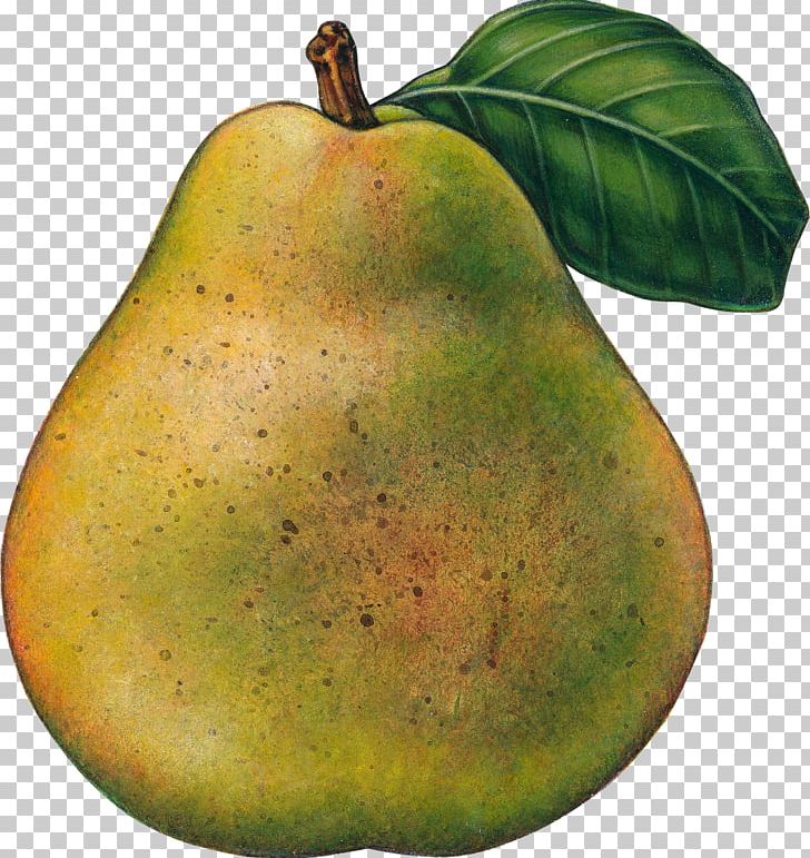 Pear Food Fruit PNG, Clipart, Apple, Food, Fruit, Fruit Nut, Fruit Tree Free PNG Download