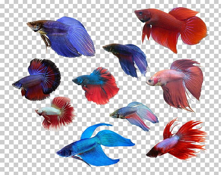 Siamese Fighting Fish Cobalt Blue Anatomy PNG, Clipart, Anatomy, Animals, Blue, Blue Tumblr, Cobalt Free PNG Download