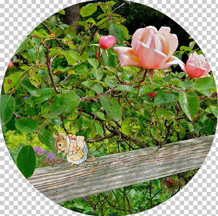 Centifolia Roses Rosaceae Garden Roses Groundcover Flower PNG, Clipart, Centifolia Roses, Family, Flower, Flowering Plant, Garden Free PNG Download