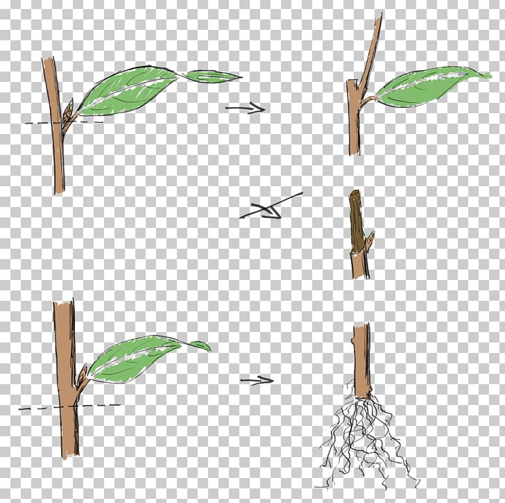 Twig Cutting Pruning Bonsai Plant PNG, Clipart, Angle, Bonsai, Branch, Cloning, Cutting Free PNG Download