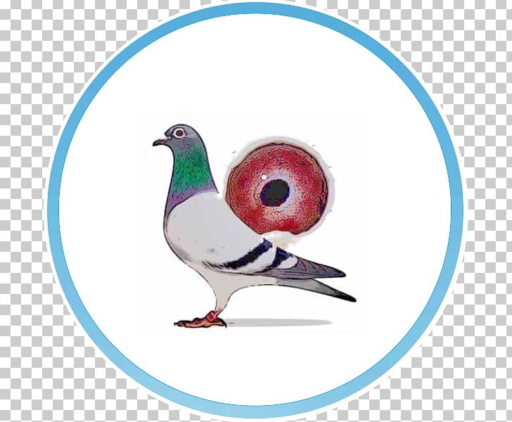 American Show Racer Racing Homer 배고프지마 구들이 African Owl Pigeon Google Play PNG, Clipart, American Show Racer, Android, App, Beak, Bird Free PNG Download