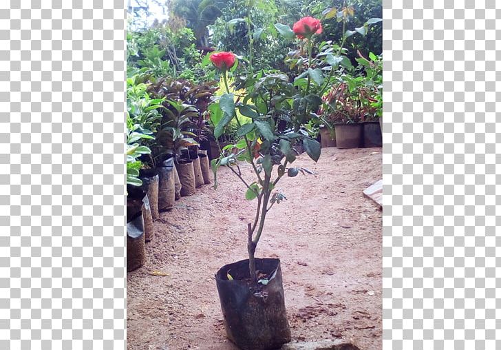 Houseplant Flowerpot Shrub PNG, Clipart, Beach Rose, Cut Flowers, Evergreen, Fern, Flower Free PNG Download
