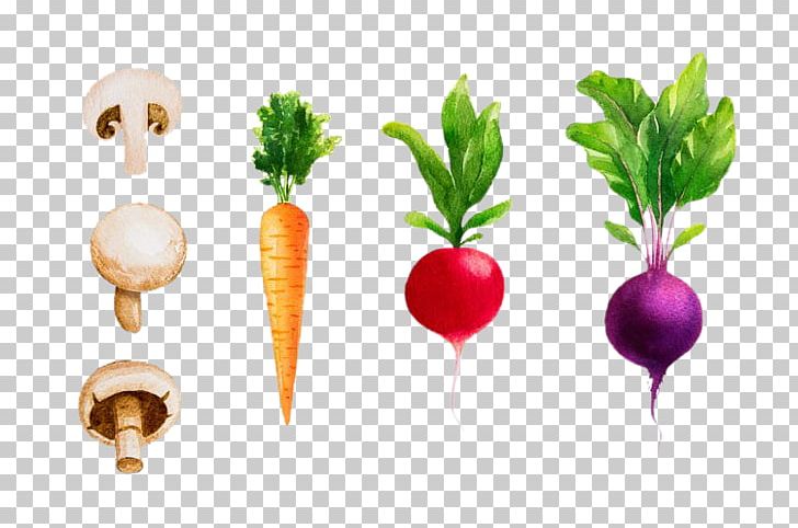 Radish Vegetable Watercolor Painting Beetroot PNG, Clipart, Canvas, Carrot, Cucumber, Diet Food, Food Free PNG Download