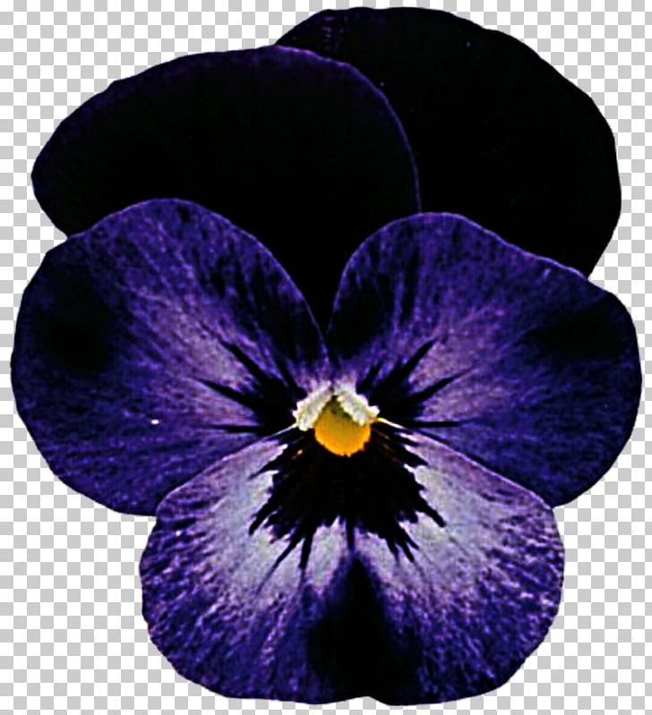 Rocky Viola Cornuta Violet Color PNG, Clipart, Color, Fernsehserie, Flower, Flowering Plant, Flowerpot Free PNG Download