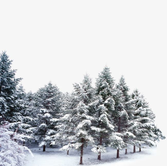 Snow-covered Trees PNG, Clipart, Black And White, Branch, Christmas Decoration, Christmas Tree, Computer Icons Free PNG Download