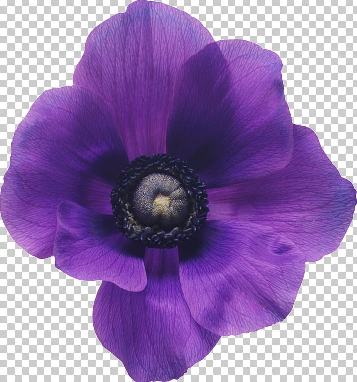 Anemone Coronaria Flower Bouquet Purple Violet PNG, Clipart, Anemone, Anemone Coronaria, Blue, Bride, Color Free PNG Download