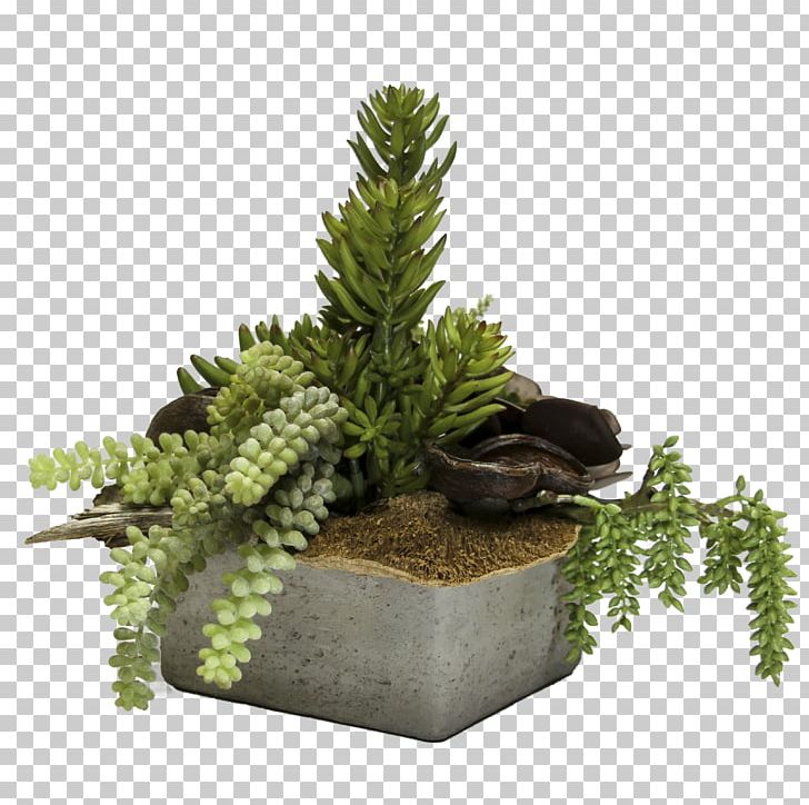 Flowerpot Tree Houseplant PNG, Clipart, Cactus, Evergreen, Flowerpot, Houseplant, Nature Free PNG Download