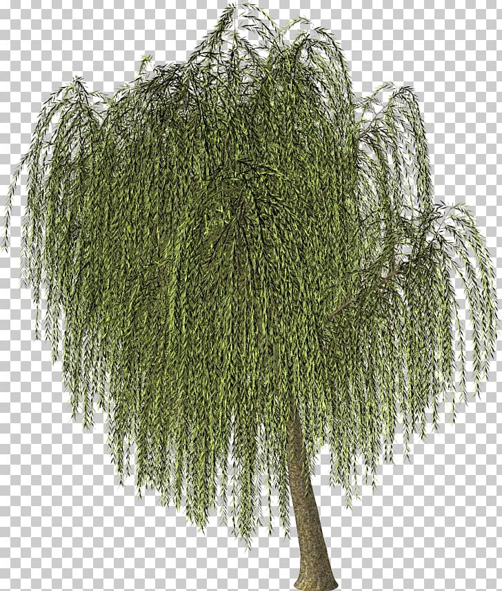 Willow Larch Shrub PNG, Clipart, Branch, Email, Equisetum, Evergreen, Fern Free PNG Download