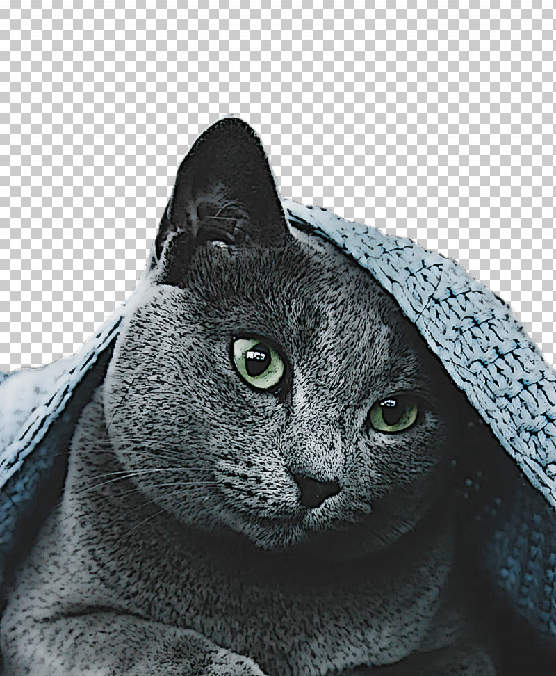 Korat Russian Blue Chartreux Snout Domestic Short-haired Cat PNG, Clipart, American Shorthair, Black Cat, Cat, Catlike, Chartreux Free PNG Download