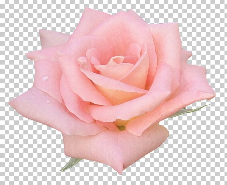 Garden Roses Cabbage Rose Floribunda Pink Flower PNG, Clipart, Beautiful Rose, Chloe Rose, Cicek Resimleri, Cut Flowers, Doubleflowered Free PNG Download