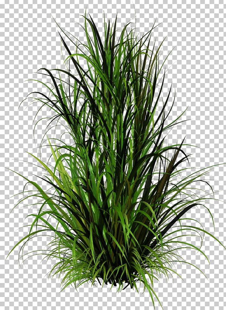 PaintShop Pro Herbaceous Plant PNG, Clipart, Clip Art, Commodity, Dwg, Evergreen, Gazania Free PNG Download