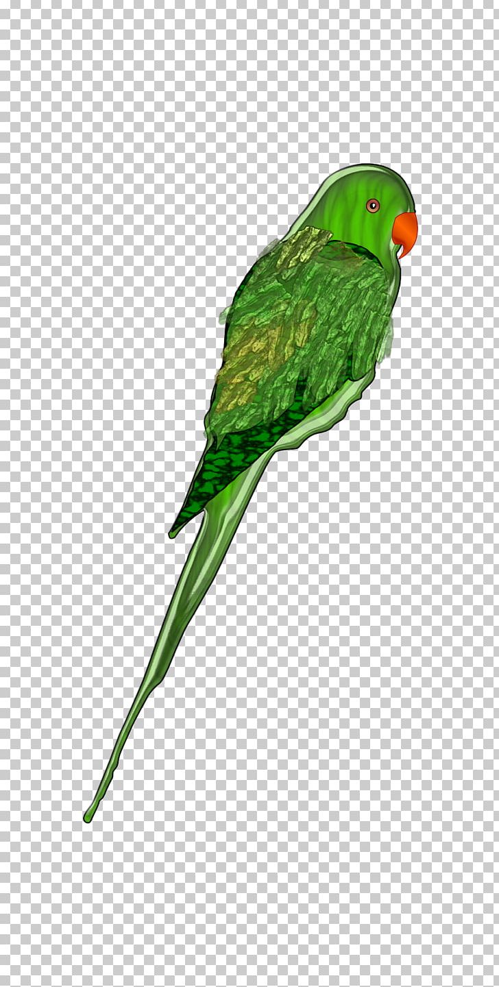 Parrot Bird Budgerigar Parakeet PNG, Clipart, Animals, Beak, Bird, Bird Flight, Budgerigar Free PNG Download