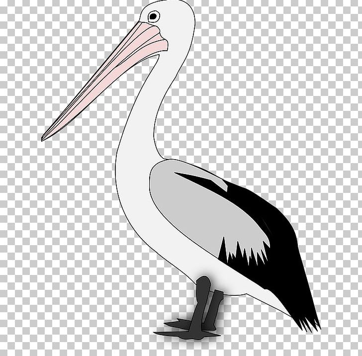Pelican Bird PNG, Clipart, Animal, Animals, Beak, Bird, Ciconiiformes Free PNG Download