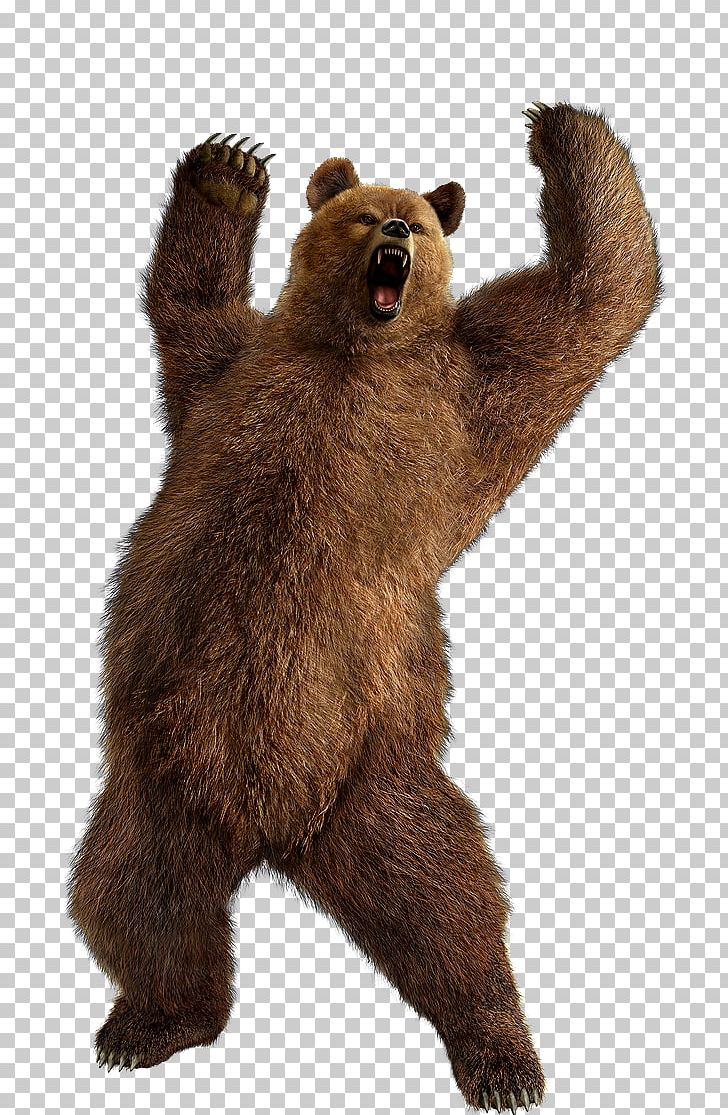 Polar Bear Grizzly Bear American Black Bear PNG, Clipart, Alaska Peninsula Brown Bear, American Black Bear, Animals, Bear, Brown Bear Free PNG Download