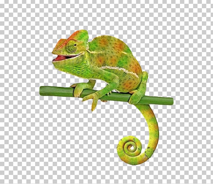 Veiled Chameleon Common Chameleon Lizard Stock Photography PNG, Clipart, Animals, Branches, Chamaeleo, Chameleon, Chameleons Free PNG Download