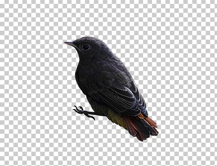 Bird Finch American Crow PNG, Clipart, American Crow, American Sparrows, Animals, Autumn Crocus, Beak Free PNG Download