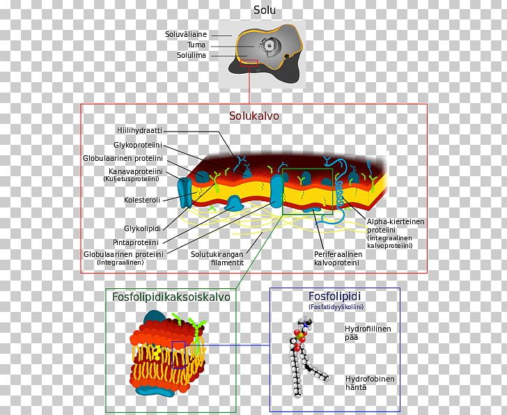 Cell Membrane Biological Membrane Membrane Structure PNG, Clipart, Angle, Area, Biological Membrane, Biology, Cell Free PNG Download