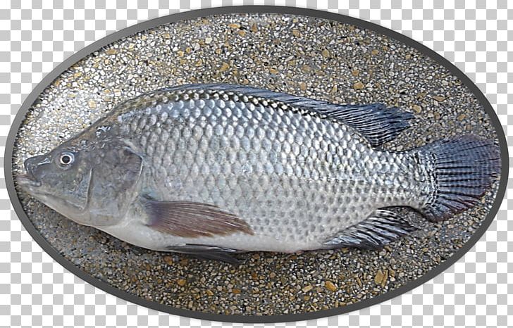 Nile Tilapia Fish Farming Pacu PNG, Clipart, Animals, Aquaculture, Arapaima, Fauna, Fillet Free PNG Download