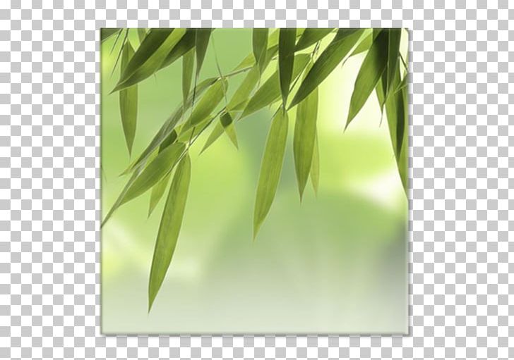 Stock Photography Tropical Woody Bamboos PNG, Clipart, Bamboo, Bamboo Leaf, Breathing, Grass, Grass Family Free PNG Download