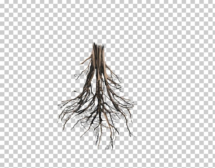 Tree Root Trunk Oak PNG, Clipart, Branch, Desktop Wallpaper, Floating Island, Giant Sequoia, Nature Free PNG Download