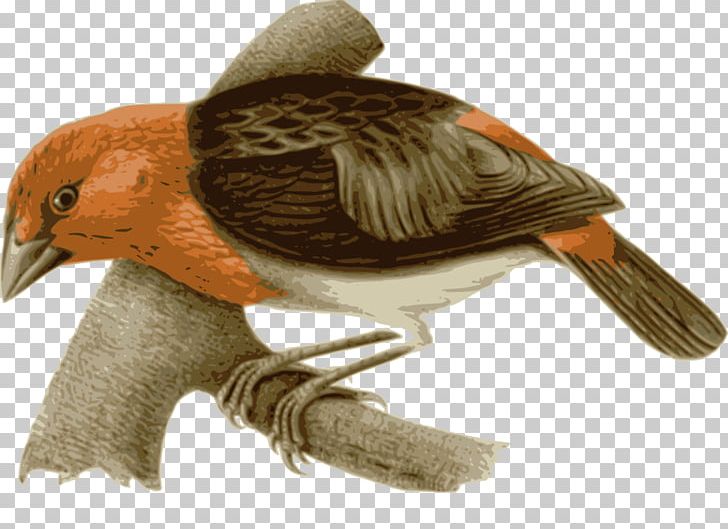 Bird Drawing PNG, Clipart, Animals, Art, Beak, Bird, Digital Image Free PNG Download
