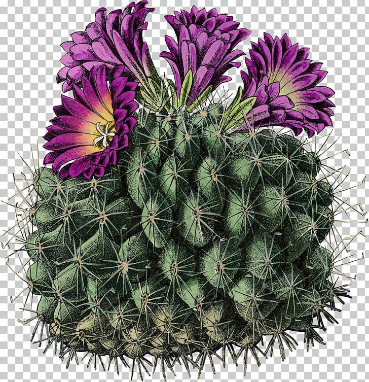 Cactus Turbinicarpus Horripilus Stock Photography PNG, Clipart, Alamy, Areole, Biological Classification, Cactus, Caryophyllales Free PNG Download